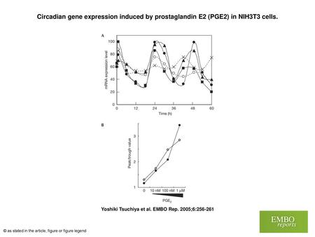 Circadian gene expression induced by prostaglandin E2 (PGE2) in NIH3T3 cells. Circadian gene expression induced by prostaglandin E2 (PGE2) in NIH3T3 cells.