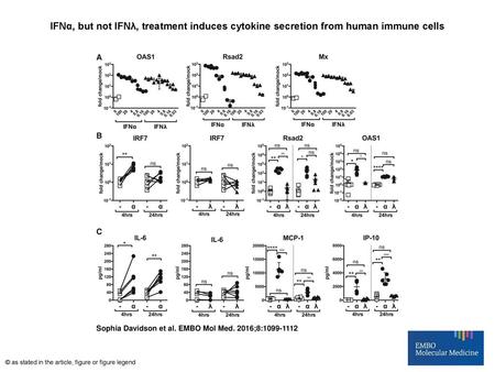 IFNα, but not IFNλ, treatment induces cytokine secretion from human immune cells IFNα, but not IFNλ, treatment induces cytokine secretion from human immune.