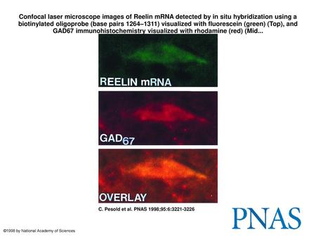 Confocal laser microscope images of Reelin mRNA detected by in situ hybridization using a biotinylated oligoprobe (base pairs 1264–1311) visualized with.