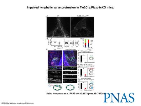 Impaired lymphatic valve protrusion in Tie2Cre;Piezo1cKO mice.
