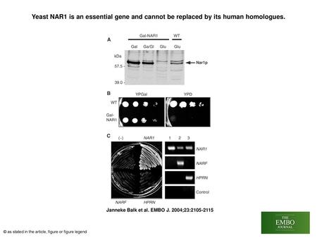 Yeast NAR1 is an essential gene and cannot be replaced by its human homologues. Yeast NAR1 is an essential gene and cannot be replaced by its human homologues.