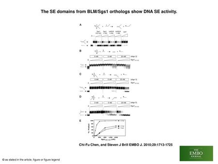 The SE domains from BLM/Sgs1 orthologs show DNA SE activity.