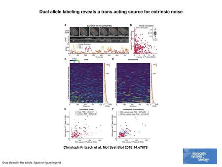 Dual allele labeling reveals a trans‐acting source for extrinsic noise