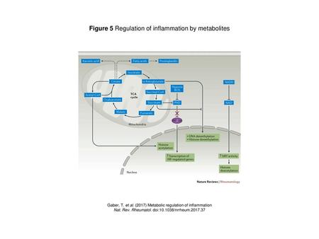 Figure 5 Regulation of inflammation by metabolites