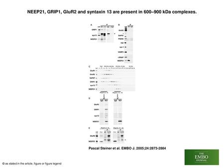 NEEP21, GRIP1, GluR2 and syntaxin 13 are present in 600–900 kDa complexes. NEEP21, GRIP1, GluR2 and syntaxin 13 are present in 600–900 kDa complexes. (A)