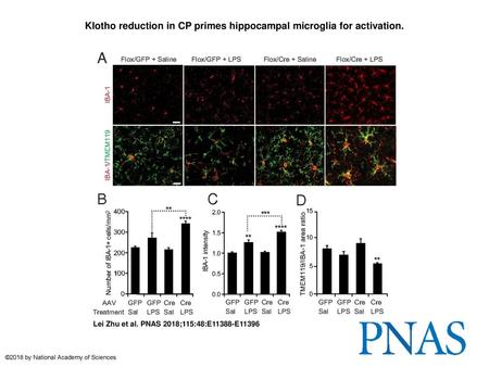 Klotho reduction in CP primes hippocampal microglia for activation.