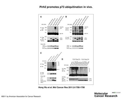 Pirh2 promotes p73 ubiquitination in vivo.