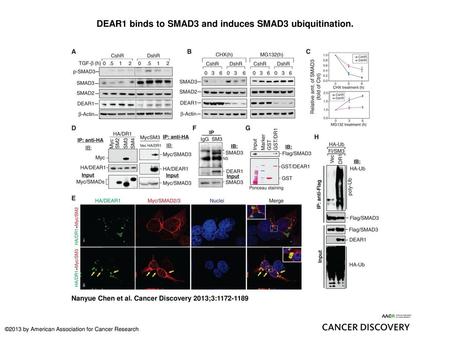 DEAR1 binds to SMAD3 and induces SMAD3 ubiquitination.