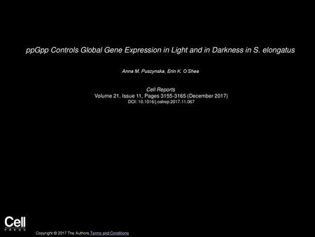 ppGpp Controls Global Gene Expression in Light and in Darkness in S