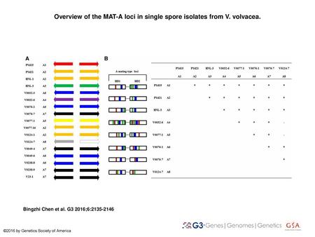 Overview of the MAT-A loci in single spore isolates from V. volvacea.