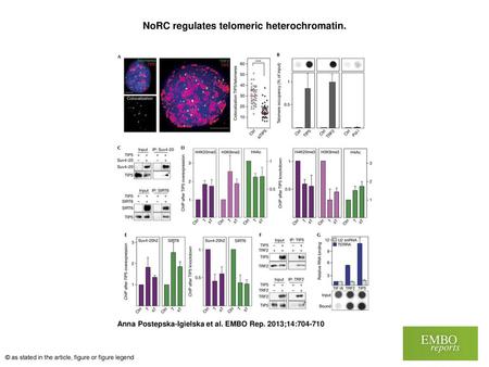 NoRC regulates telomeric heterochromatin.