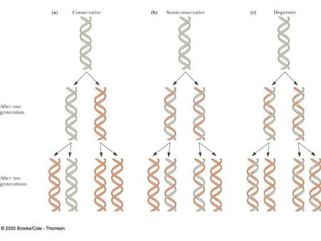 RNA ACTIVE FIGURE General features of a replication fork ACTIVE FIGURE General features of a replication fork. The DNA duplex is unwound.