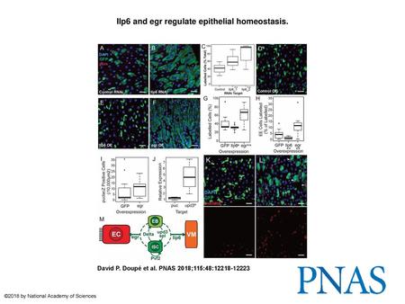Ilp6 and egr regulate epithelial homeostasis.