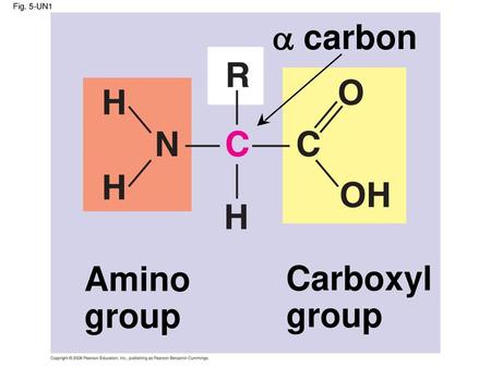 Fig. 5-UN1  carbon Amino group Carboxyl group.