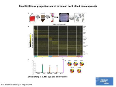 Identification of progenitor states in human cord blood hematopoiesis