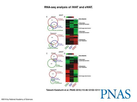 RNA-seq analysis of iWAT and eWAT.