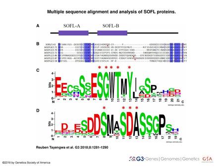 Multiple sequence alignment and analysis of SOFL proteins.