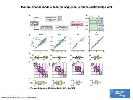 Mononucleotide models describe sequence‐to‐shape relationships well