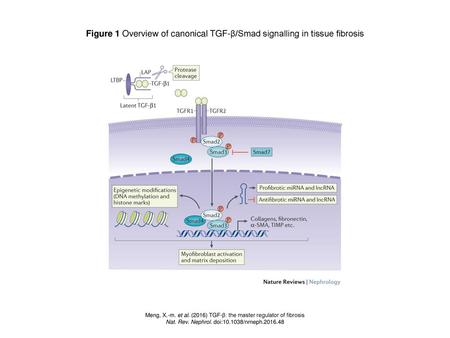 Figure 1 Overview of canonical TGF-β/Smad signalling in tissue fibrosis Figure 1 | Overview of canonical TGF-β/Smad signalling in tissue fibrosis. Once.