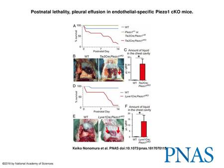 Postnatal lethality, pleural effusion in endothelial-specific Piezo1 cKO mice. Postnatal lethality, pleural effusion in endothelial-specific Piezo1 cKO.
