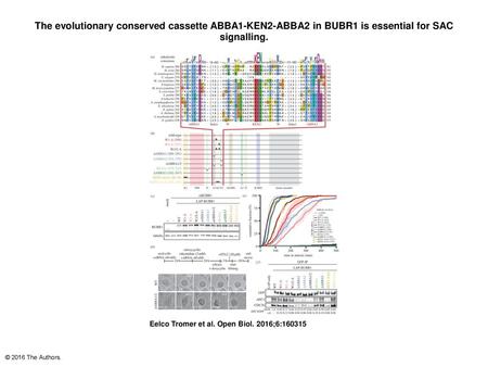 The evolutionary conserved cassette ABBA1-KEN2-ABBA2 in BUBR1 is essential for SAC signalling. The evolutionary conserved cassette ABBA1-KEN2-ABBA2 in.