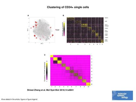Clustering of CD34+ single cells