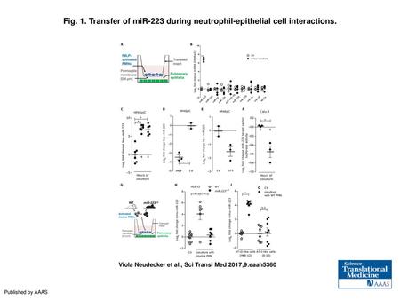 Transfer of miR-223 during neutrophil-epithelial cell interactions