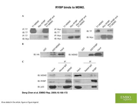 RYBP binds to MDM2. RYBP binds to MDM2. (A) COS7 cells (5 × 105 cells per well) were transfected with 10 μg of T7‐MDM2, Myc‐RYBP or both for 24 h. The.