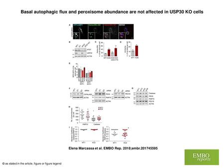 Basal autophagic flux and peroxisome abundance are not affected in USP30 KO cells Basal autophagic flux and peroxisome abundance are not affected in USP30.