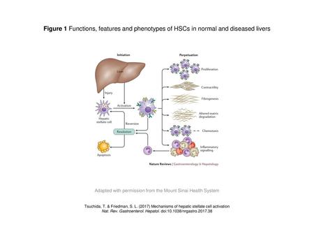 Figure 1 Functions, features and phenotypes of HSCs in normal and diseased livers Figure 1 | Functions, features and phenotypes of HSCs in normal and diseased.