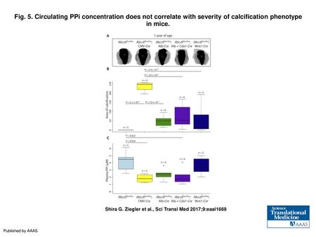 Fig. 5. Circulating PPi concentration does not correlate with severity of calcification phenotype in mice. Circulating PPi concentration does not correlate.
