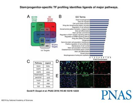 Stem/progenitor-specific TF profiling identifies ligands of major pathways. Stem/progenitor-specific TF profiling identifies ligands of major pathways.