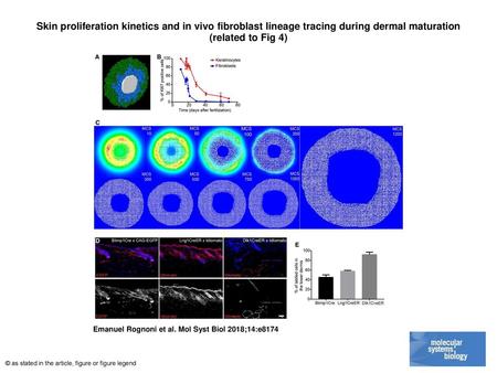Skin proliferation kinetics and in vivo fibroblast lineage tracing during dermal maturation (related to Fig 4)‏ Skin proliferation kinetics and in vivo.