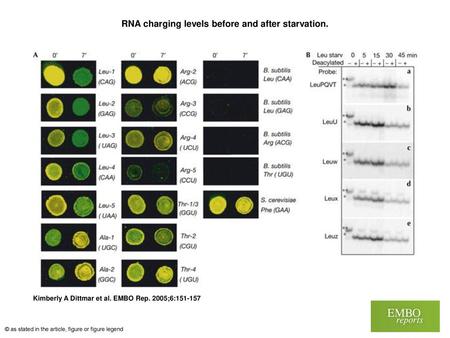 RNA charging levels before and after starvation.