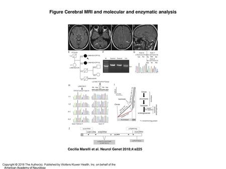 Figure Cerebral MRI and molecular and enzymatic analysis