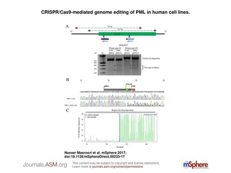 CRISPR/Cas9-mediated genome editing of PML in human cell lines.