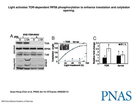 Light activates TOR-dependent RPS6 phosphorylation to enhance translation and cotyledon opening. Light activates TOR-dependent RPS6 phosphorylation to.
