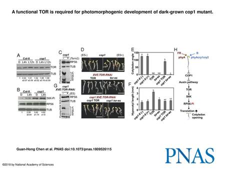 A functional TOR is required for photomorphogenic development of dark-grown cop1 mutant. A functional TOR is required for photomorphogenic development.