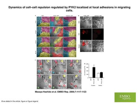 Dynamics of cell–cell repulsion regulated by PYK2 localized at focal adhesions in migrating cells. Dynamics of cell–cell repulsion regulated by PYK2 localized.