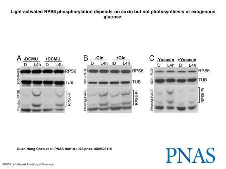 Light-activated RPS6 phosphorylation depends on auxin but not photosynthesis or exogenous glucose. Light-activated RPS6 phosphorylation depends on auxin.
