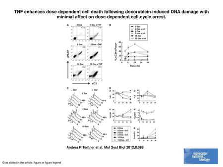 TNF enhances dose‐dependent cell death following doxorubicin‐induced DNA damage with minimal affect on dose‐dependent cell‐cycle arrest. TNF enhances dose‐dependent.