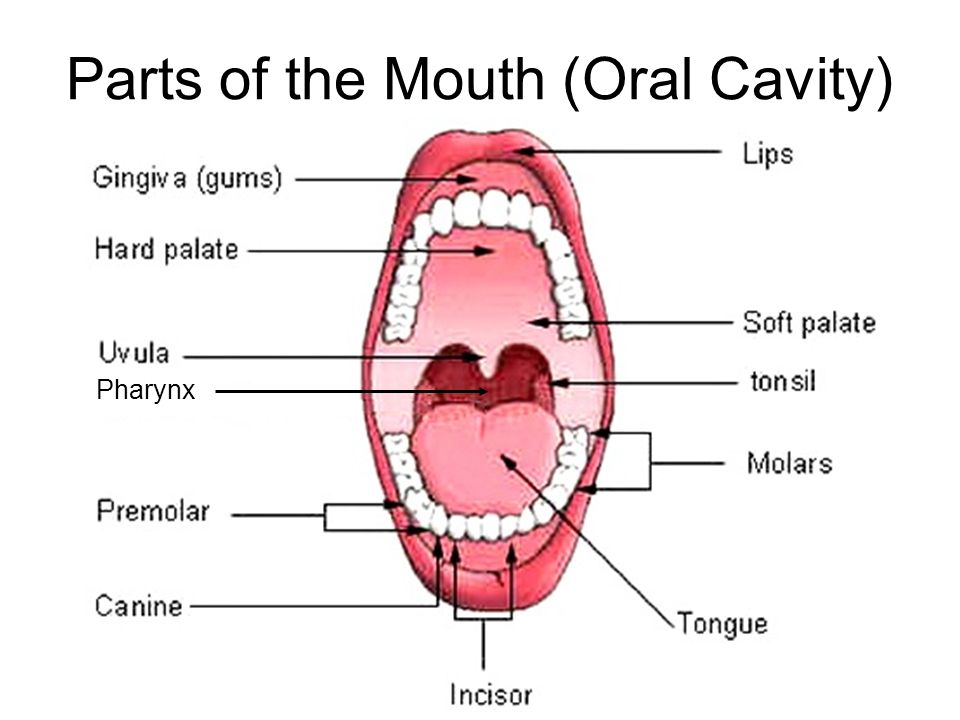 Parts Of The Human Mouth 79