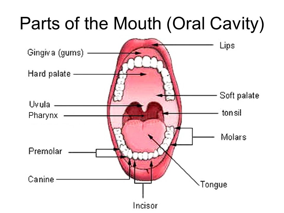 Parts Mouth 92