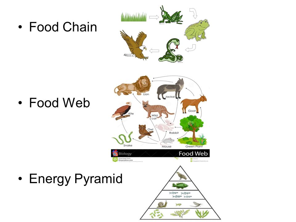 download recent dynamics of the