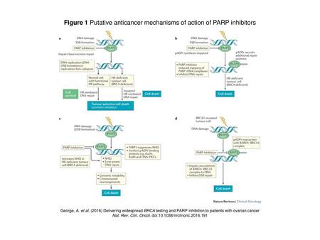 Figure 1 Putative anticancer mechanisms of action of PARP inhibitors