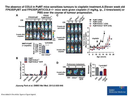 The absence of COL6 in PyMT mice sensitizes tumours to cisplatin treatment.A.Eleven week old FP635/PyMT and FP635/PyMT/COL6−/− mice were given cisplatin.