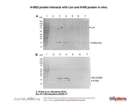 H-NS2 protein interacts with Lon and H-NS protein in vitro.