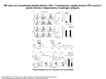 MP cells, but not pathogen-elicited effector CD4+ T lymphocytes, rapidly produce IFN-γ during T. gondii infection independently of pathogen antigens. MP.