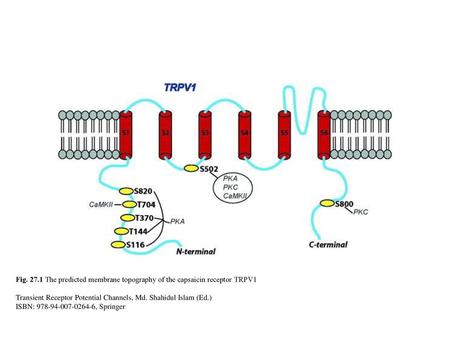 Fig The predicted membrane topography of the capsaicin receptor TRPV1