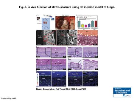 In vivo function of MeTro sealants using rat incision model of lungs